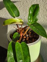 🌿 Philodendron Painted Lady in LECA