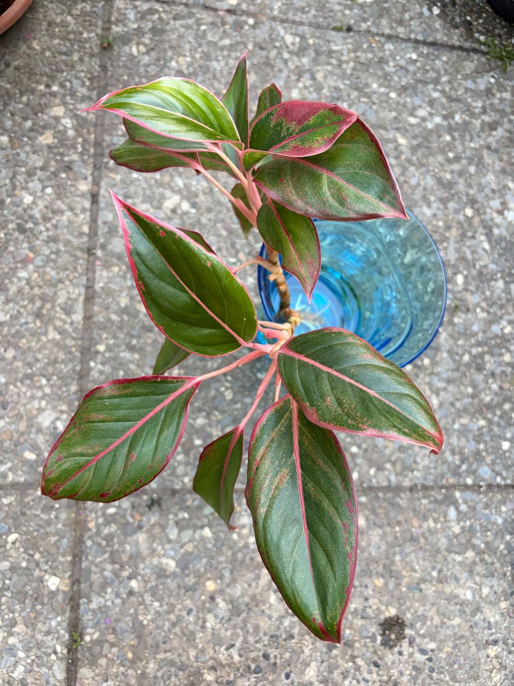 Plantes & graines: Aglaonema, grosser, bewurzelter Steckling – Neuf (Voir description) à Winterthur par Aniger 1