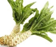 20 SAMEN CELTUCE SPARGEL SALAT