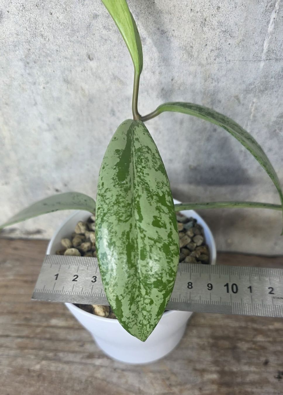 Piante & sementi: Hoya Pubicalyx 'Pink Silver Ghost' – Usato da St.Erhard venduto da Plumilandschweiz 3