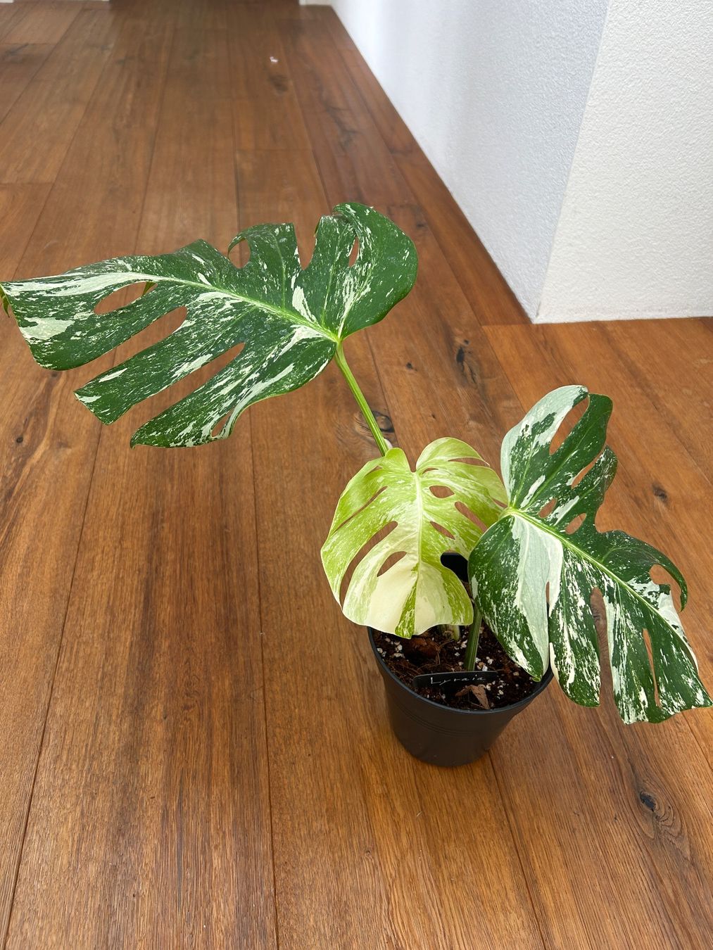 Piante & sementi: Monstera variegata💚 – Usato da Wattwil venduto da Mikesplantshop 3