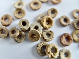Seelilien Fragmente (Ossikel) Fossilien