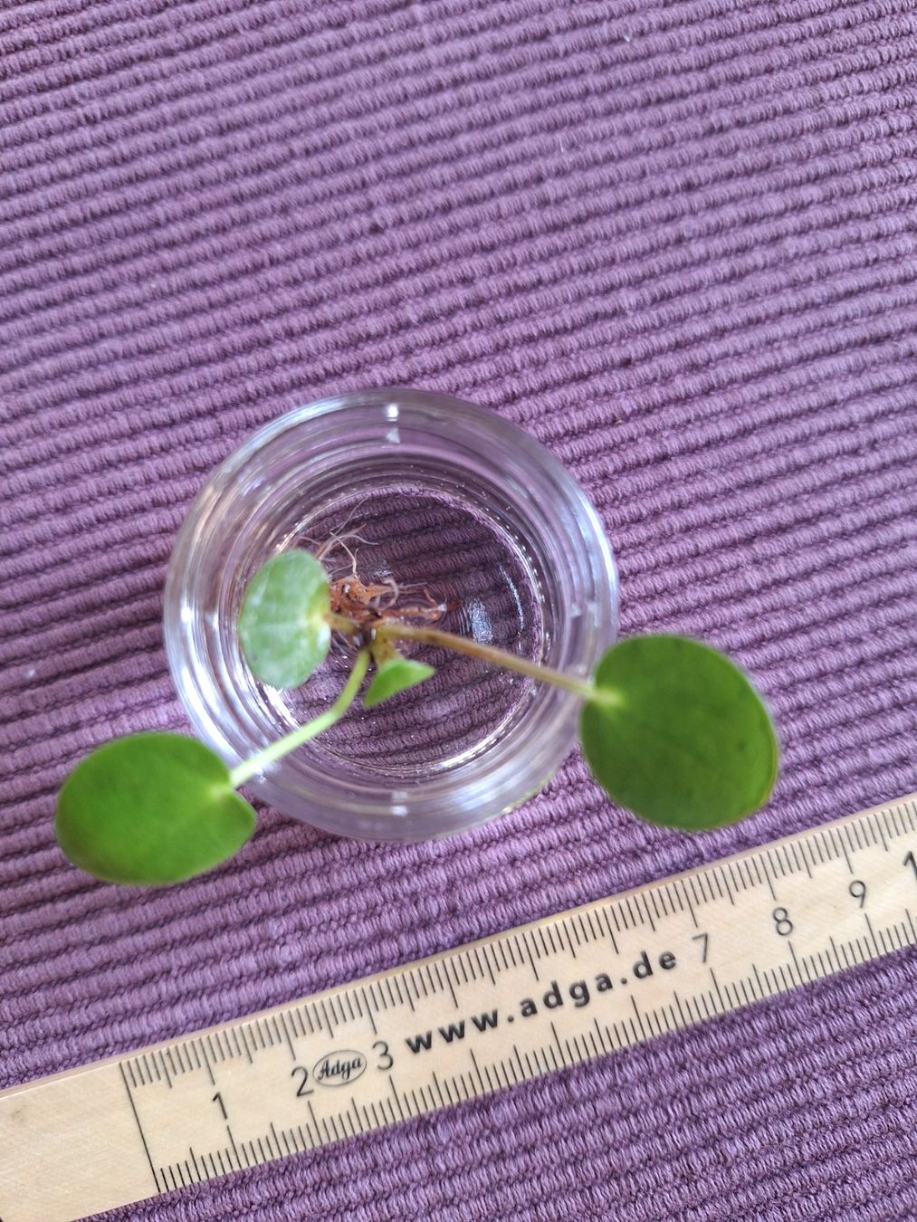 Piante & sementi: Pilea Peperomioides, Ufopflanze – Usato da Zürich venduto da riswa67 1