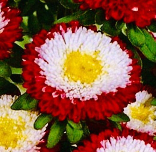 Piante & sementi: Ab 5.- fr 20 Stk SAMEN BLUME ASTERN POMPON – Nuovo e nell'imballaggio originale da Rovio venduto da POSITIFFARTandPLANTS 4