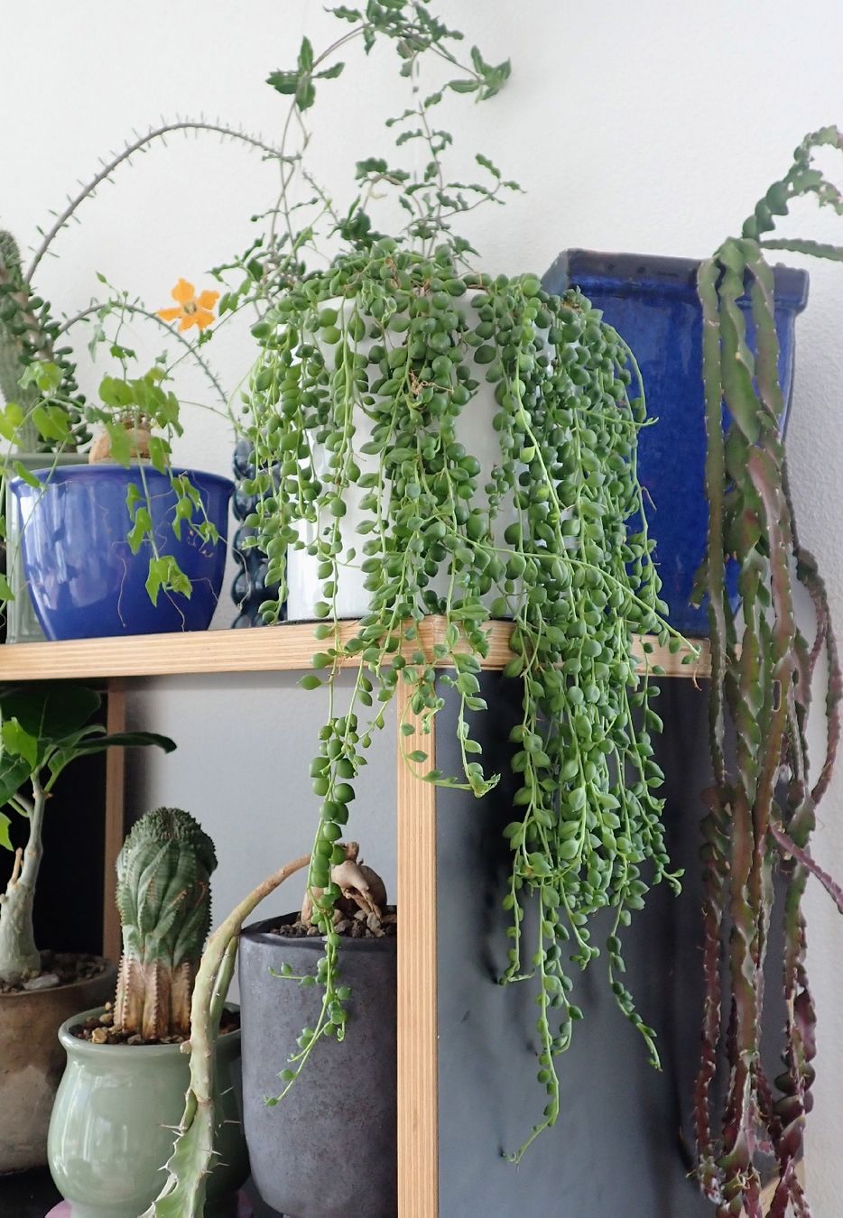 Pflanzen & Samen: Senecio herreanus – Gebraucht aus Comano von che_8lc2 2