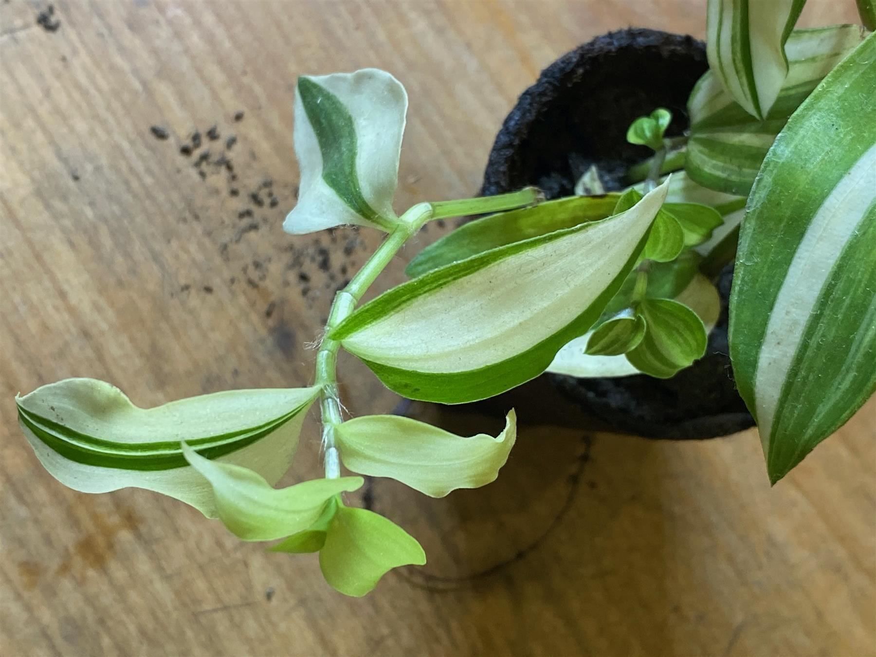 Piante & sementi: Tradescantia fluminensis variegata – Nuovo (secondo la descrizione) da Winterthur venduto da Aniger 4