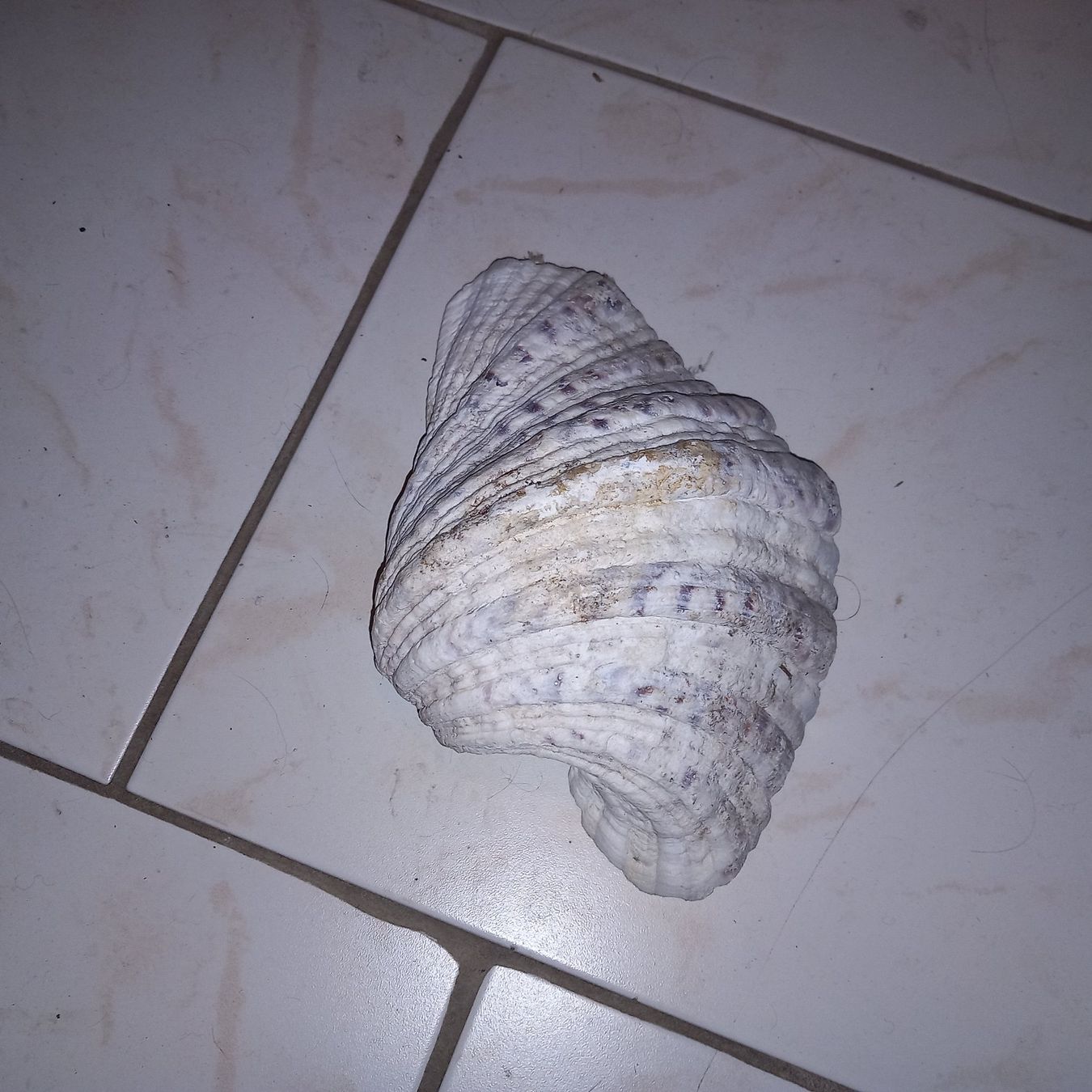 Fossili: MUSCHEL – Usato da Ried-Brig venduto da ugukim 3