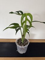 🌱Monstera Burle Marx Flame🌱 Nr. 10