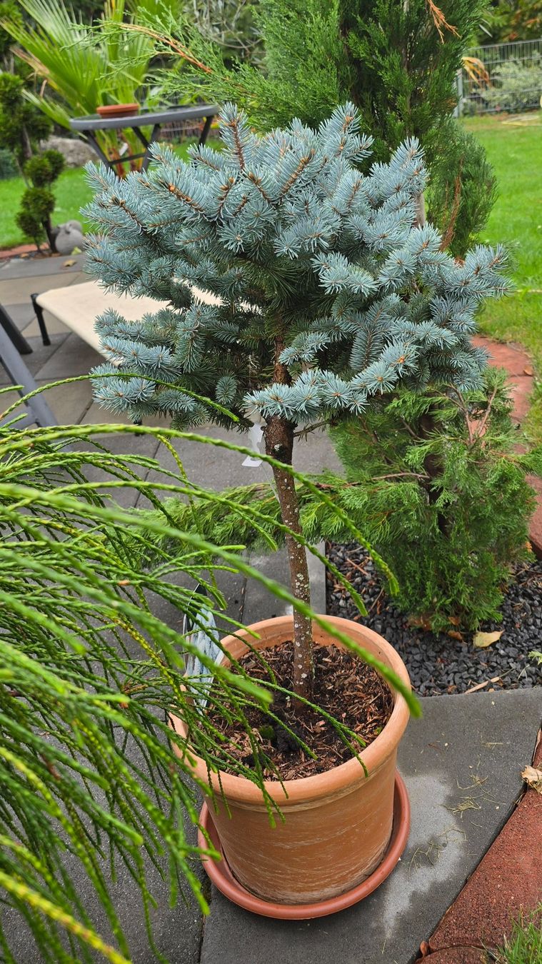 Pflanzen & Samen: Picea pungens 'Glauca Globosa Stämmchen – Neu (gemäss Beschreibung) aus Aarburg von popkorn65
