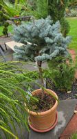 Picea pungens 'Glauca Globosa Stämmchen