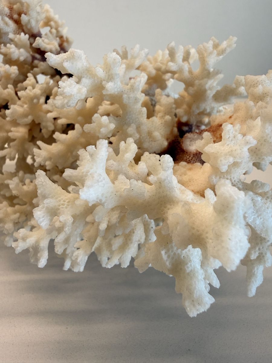 Fossili: Wunderschöne echte weisse Koralle vollkorallenbaum – Usato da Staad SG venduto da Chirrari 1