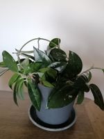 Hoya Carnosa déjà fleurie avec beaucoup perlite