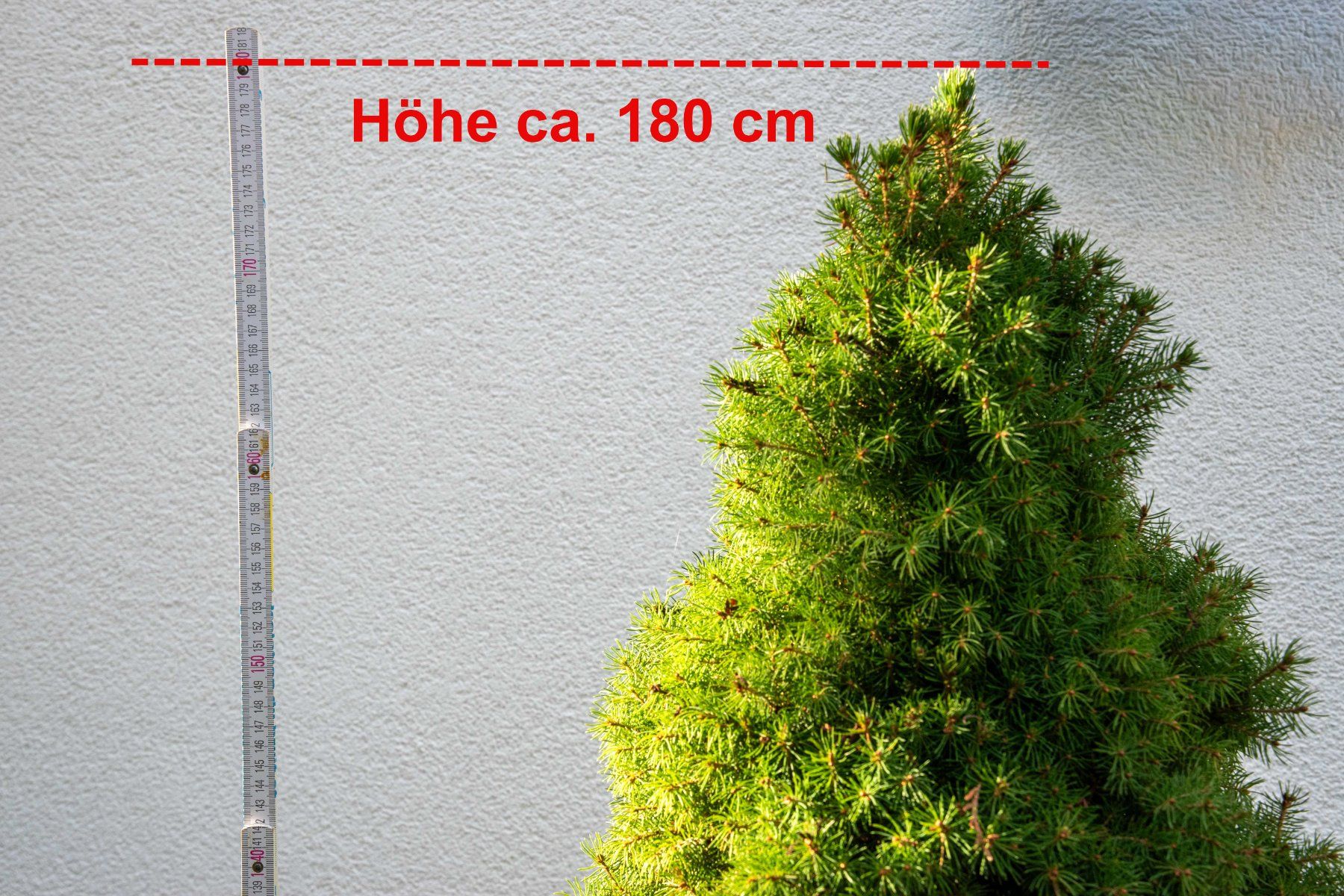 Piante & sementi: Zuckerhutfichte Picea Glauca "Conica" – Usato da Bünzen venduto da design24 1