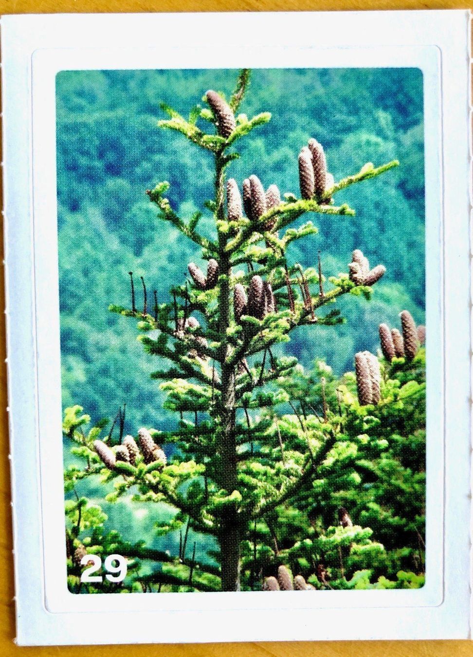 Migros Carte collezionabili: Migros Nature Detectives - Bild Nr. 29 – Nuovo (secondo la descrizione) da Oberrieden venduto da Zimmerberg10