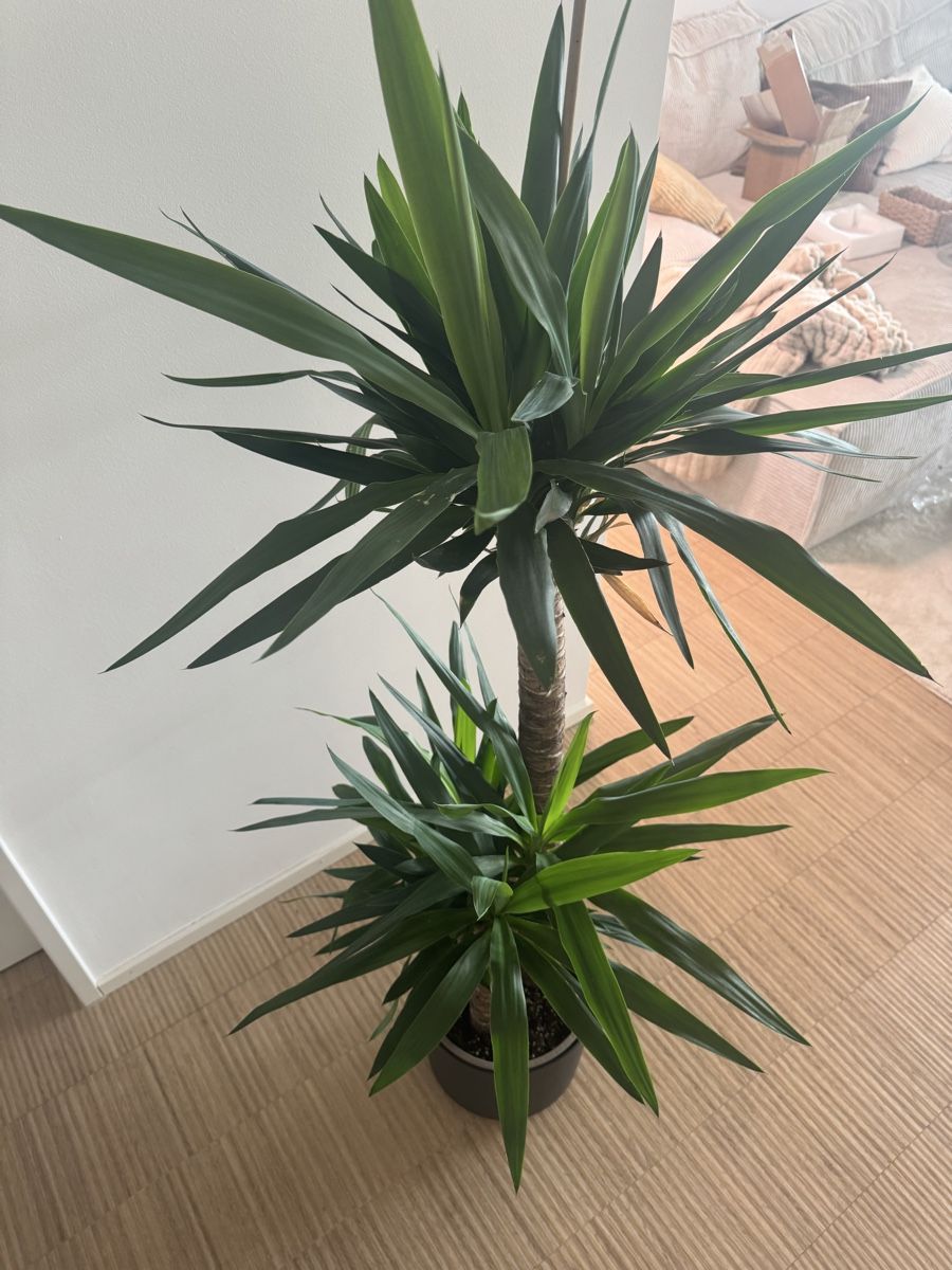 Pflanzen & Samen: Schöne Yucca Palme 140cm – Gebraucht aus Naters von zynetic 3