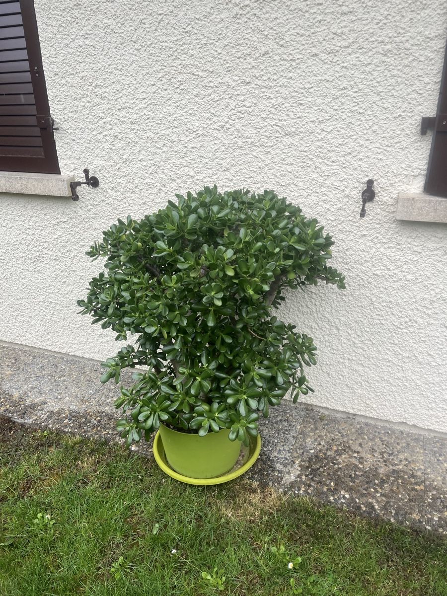 Piante & sementi: Plante Crassula Ovata – Nuovo (secondo la descrizione) da La Croix-de-Rozon venduto da tuf_f6td 3