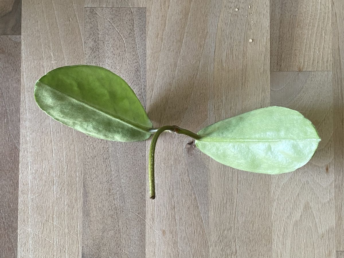 Plantes & graines: Ableger Hoya Nova Ghost – Neuf (Voir description) à Alchenflüh par smart- 3
