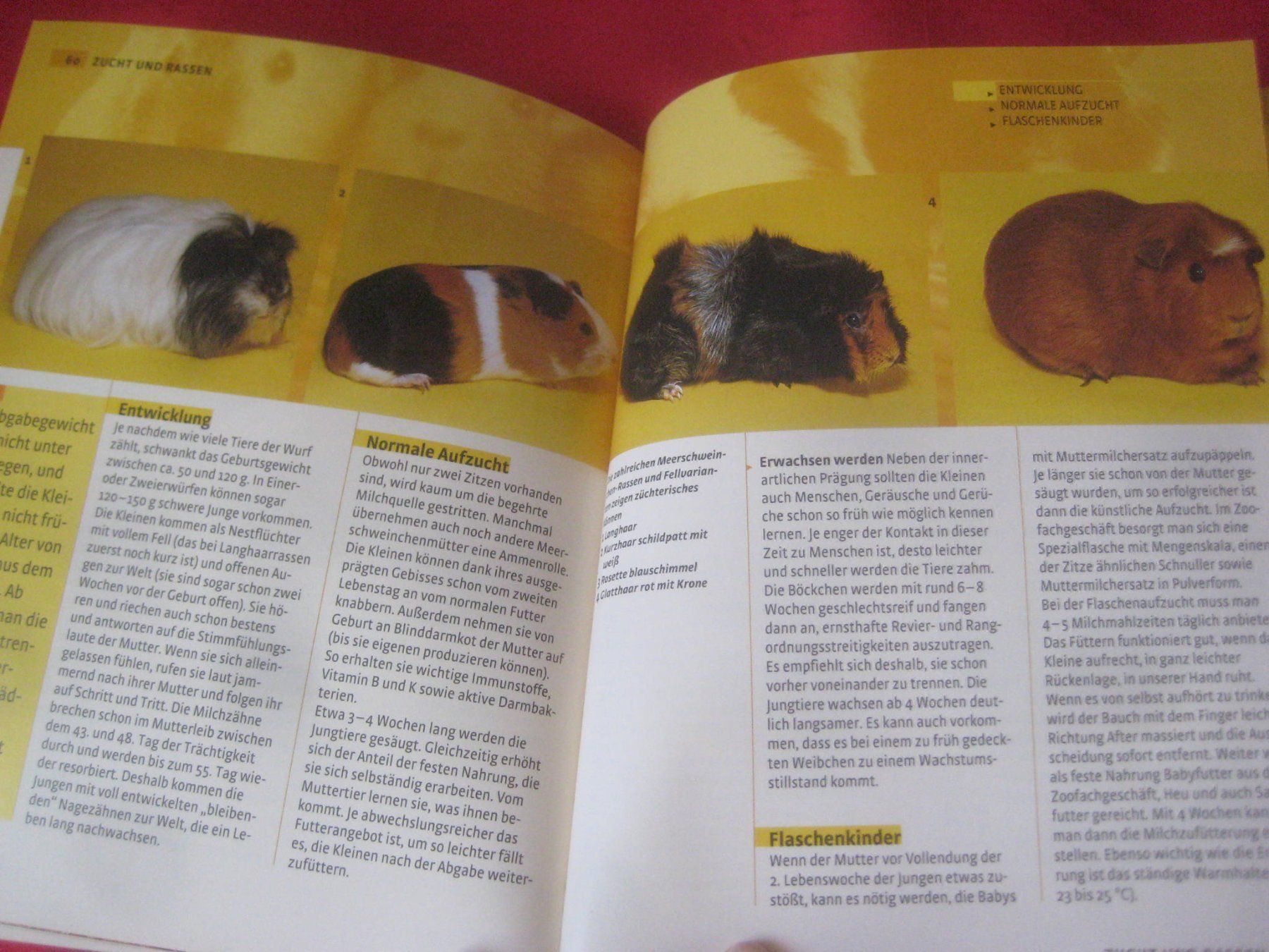Bücher: MEERSCHWEINCHEN  BUCH – Gebraucht aus Uster von flocke1 3