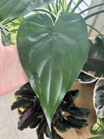 Alocasia Cucullata Rhizome 🌱