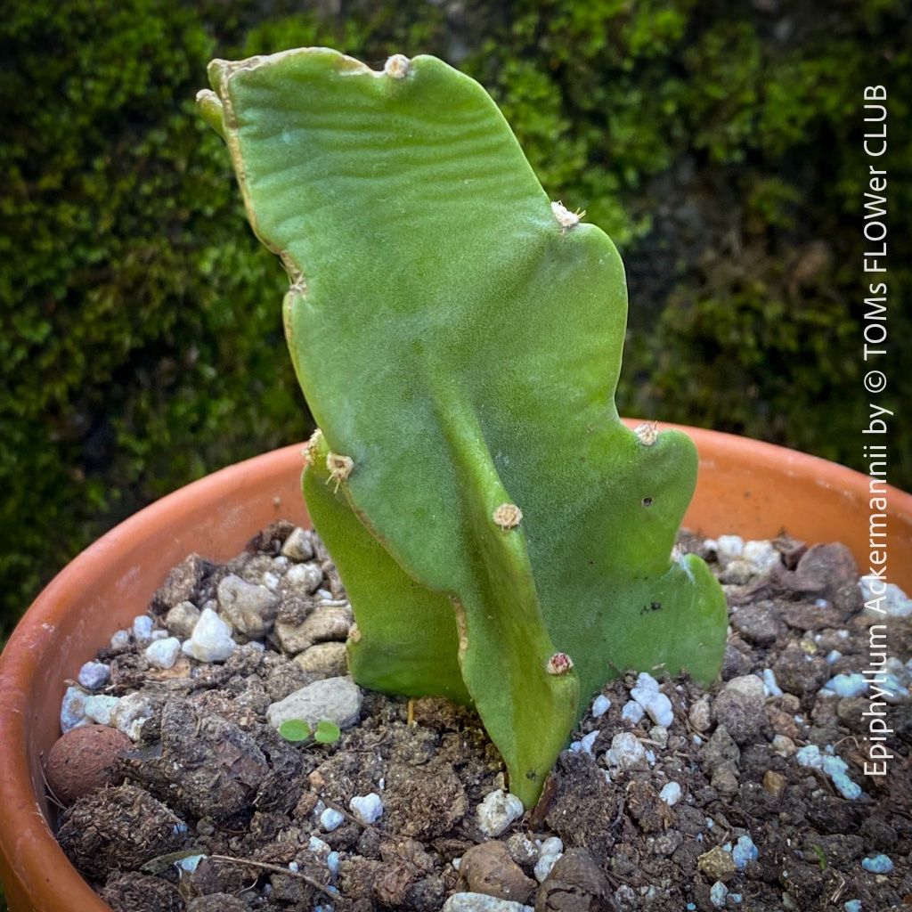 Epiphyllum Ackermannii - rot blhendes Orchideenkaktus (Neu (gemss  Beschreibung)) in Adliswil fr CHF 36  mit Lieferung auf Ricardo kaufen