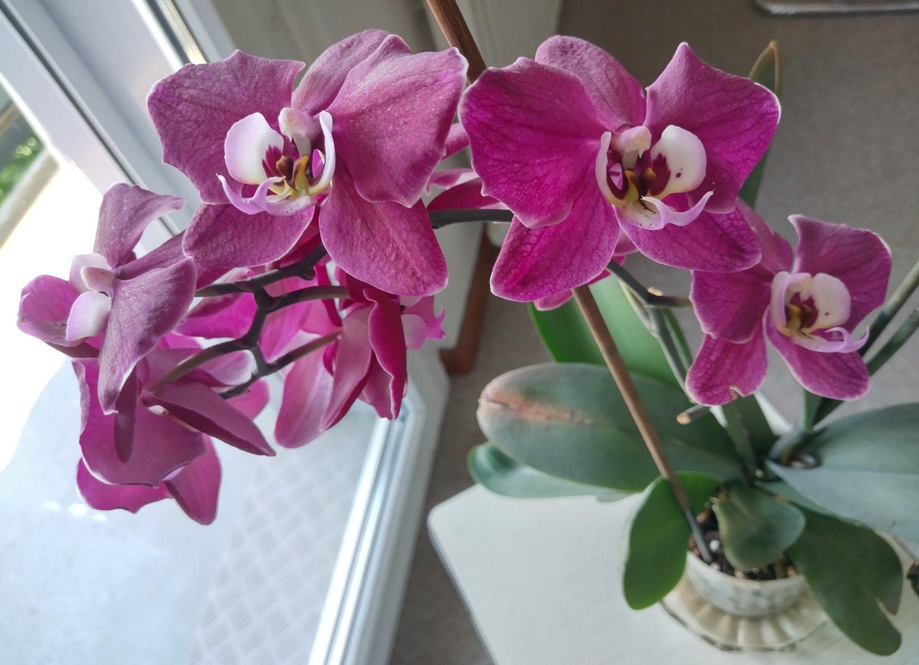 Piante & sementi: Orchidee Phalaenopsis🌸 – Usato da Jona venduto da Argus36