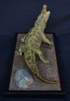 Nilkrokodil von Terry Norton