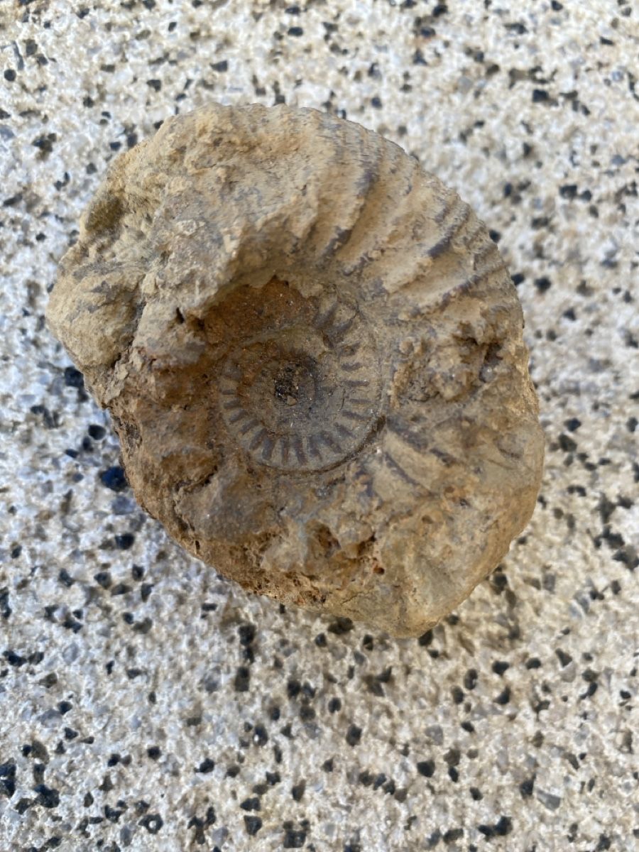 Fossili: Fossilien - Ammonit – Usato da Liestal venduto da Stephanoceras1 2