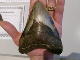 StarRecordsGmbH: Megalodon-Zahn / 12,3 cm / mit Zertifikat