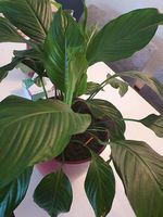 Spathiphyllum