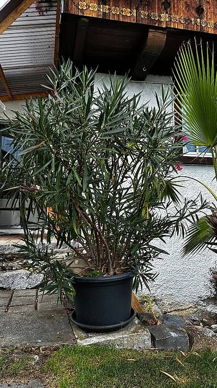 Piante & sementi: wunderschöner Oleander – Nuovo e nell'imballaggio originale da Wattenwil venduto da topcash4you 1