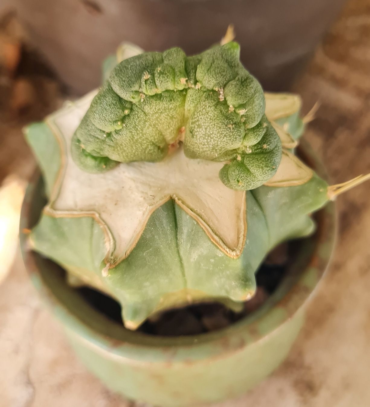 Piante & sementi: Lophophora Diffusa Cristata, veredelt auf Ferocactus – Usato da Basel venduto da fra_h7bq 1