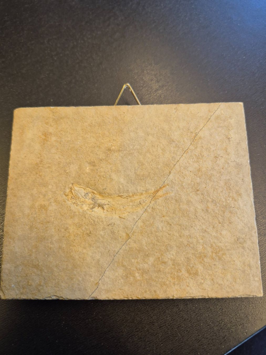Fossiles: Versteinerter Fisch – D'occasion à Wetzikon ZH par sgier1969