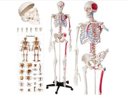 Skelett Günni lebensgross und detailgetreu, wichtige Körper