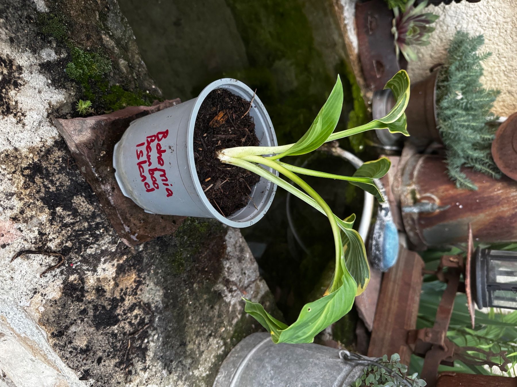 Piante & sementi: Hosta Bohemia Bamboo Island – Usato da Lajoux JU venduto da Briard0