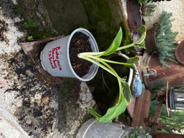 Hosta Bohemia Bamboo Island