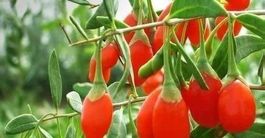GOJI (Lycium barbarum) 30g