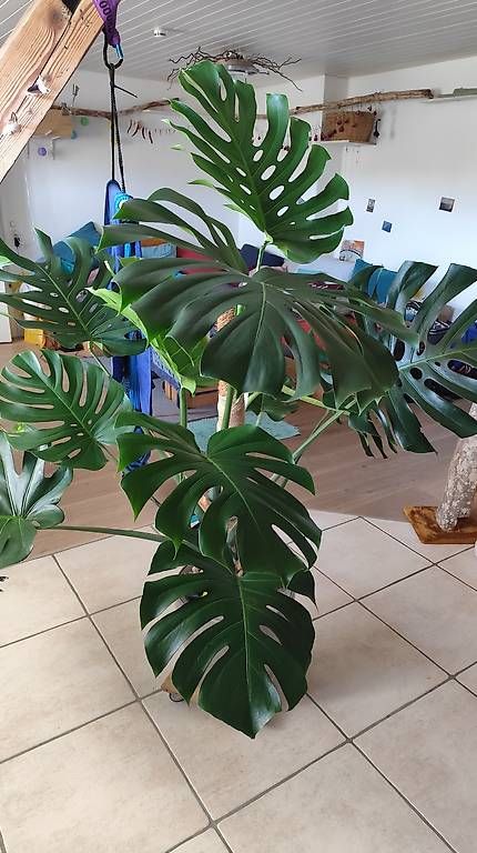 Pflanzen & Samen: Wunderschöne große Monstera  – Gebraucht aus Flurlingen von thinkfree