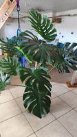 Wunderschöne große Monstera 