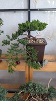 Bonsaï Juniperus semi-cascade 
