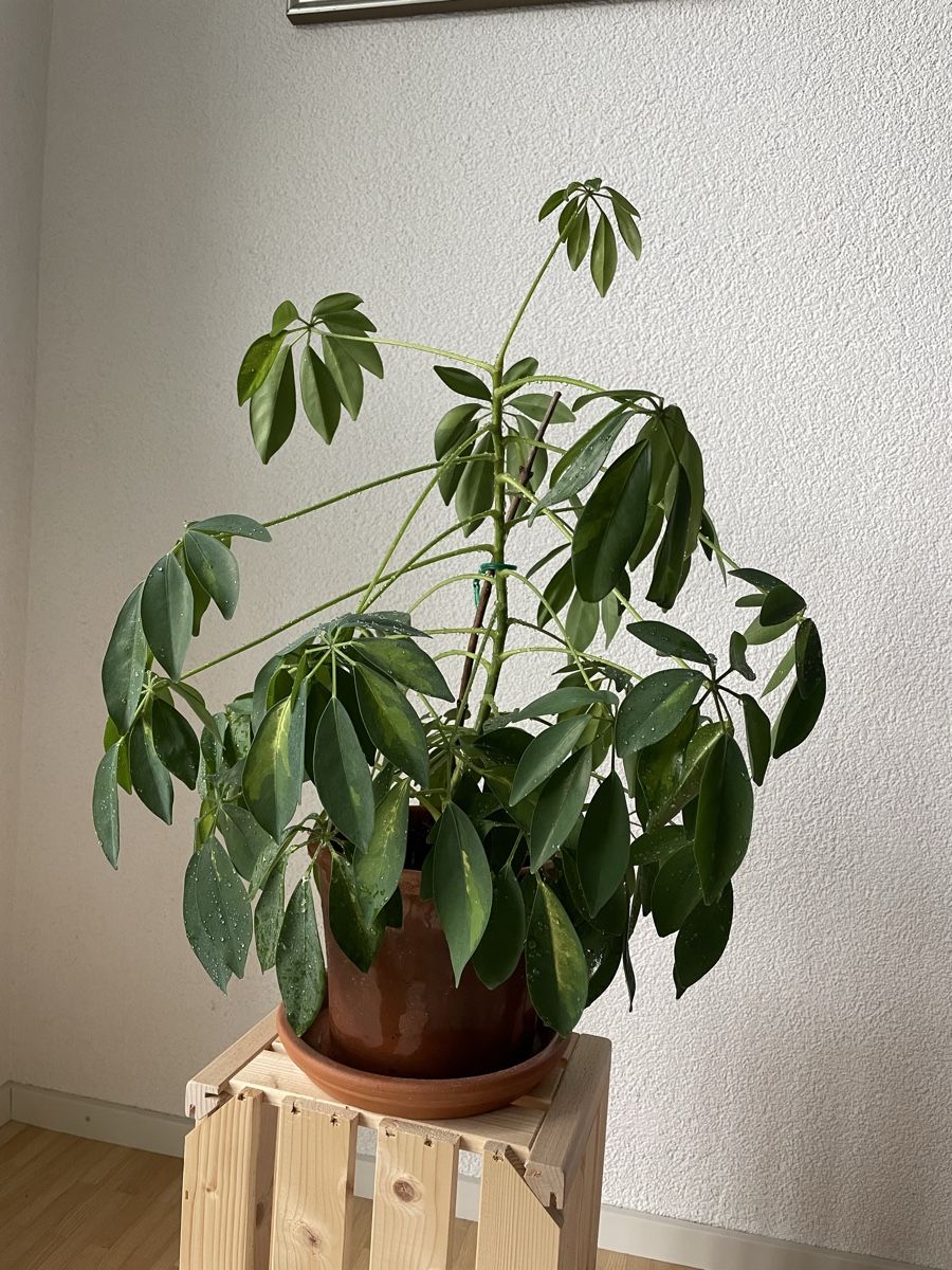 Piante & sementi: Schefflera Zimmerpflanze – Usato da St.Gallen venduto da Thh7