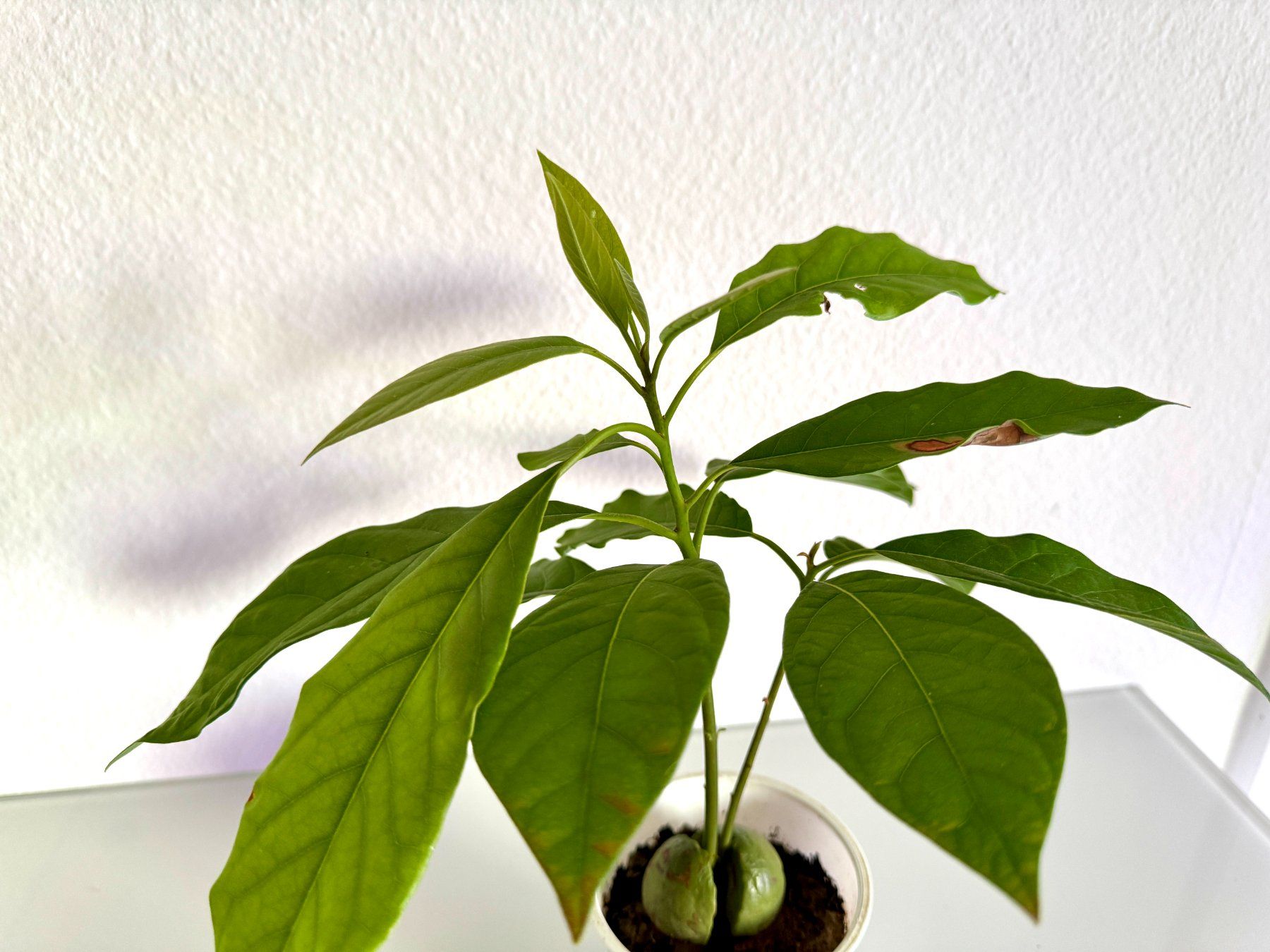 Pflanzen & Samen: Avocado Baum (Doppelstamm) – Gebraucht aus Schlieren von Edgar_k 4