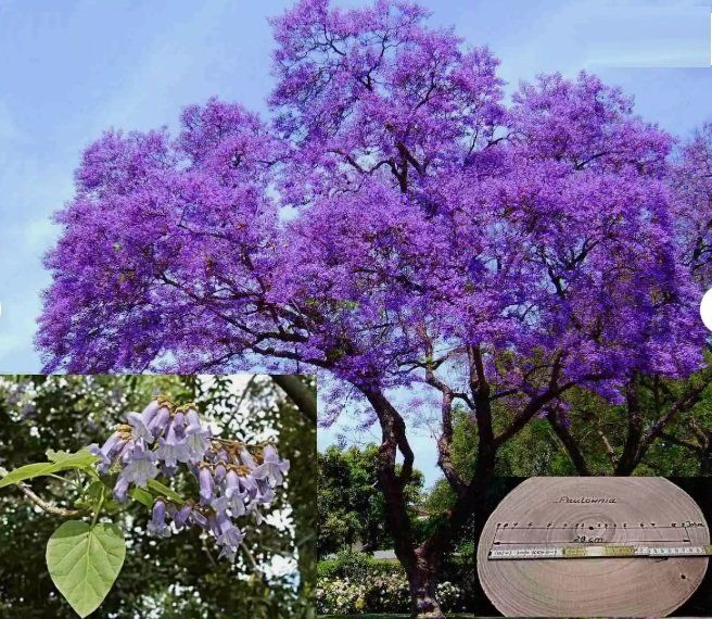 Blauglockenbaum Paulownia Tomentosa - 3 Jungpflanzen Schnellwachsend