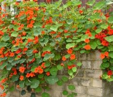 Ab 5.-fr 5 Samen Zwerg-Kapuzinerkresse Mix rot, orange, gelb