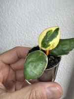 Hoya incurvula 'Palta' albomarginata