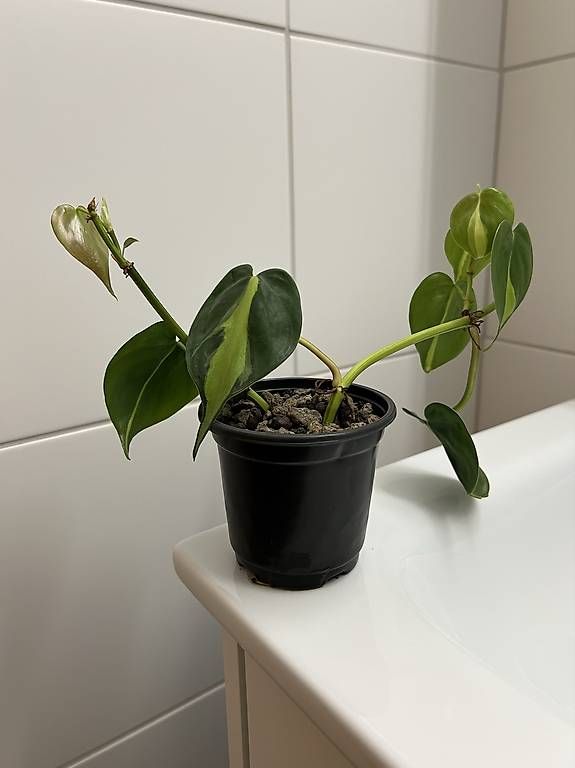 Piante & sementi: Philodendron scandens Brasil – Usato da Sargans venduto da -VS-