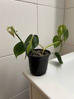 Philodendron scandens Brasil