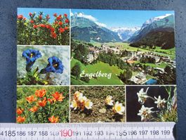 ENGELBERG UND ALPENBLUMEN AK ONW
