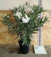 Oleander Blanco (C30 / 15L) 145 cm  Hoch