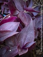 Tradescantia Zebrina Deep Purple als STECKLING