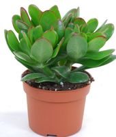 Fleischige Pflanze, Sukkulente CRASSULA OVATA "Sunset" 15 cm
